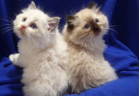 kittens on blue blanket - kittens, blue, blanket, cats