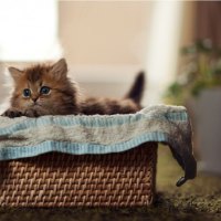basket kitty