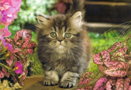 Can you give me a hug - paws, red, path, pink, cute, flowers, kitten, flowers grass, green