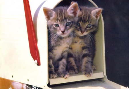 Hey, get us out of here - white, twins, kitten, red, mailbox