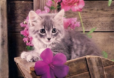 Don't bother me, I am praying - flowers, purple, kitten, cart, wood