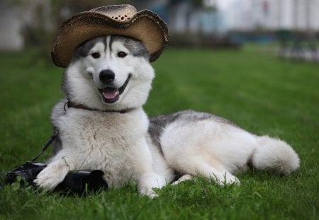 Husky - camera, hat, dog, animal, husky, pet, grass, cute