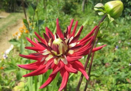 Flowers - green, sunshine, flower, red