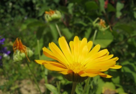 Flowers - green, yellow, flower, happy