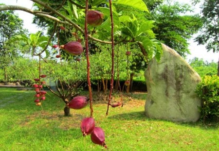 Park - rock, grass, plant, tree, park