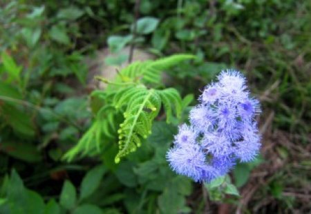 Purple flowers