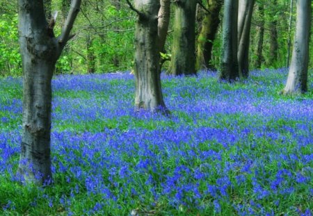 Bluebells - trees, forest, bluebells, fields