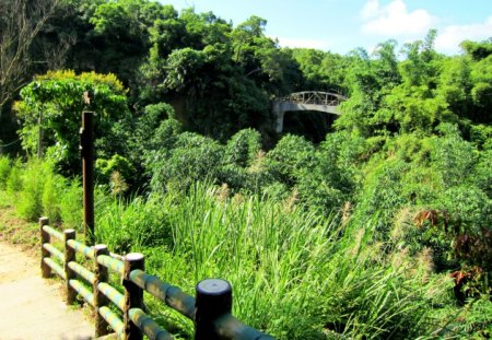 mountain climbing - grass, mountain climbing, forest, bridge