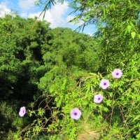 Mountain forest