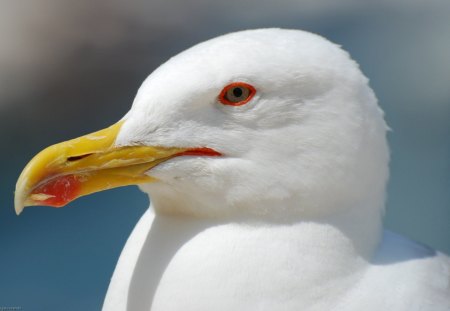 Seagull - head, eye, seagull, beak