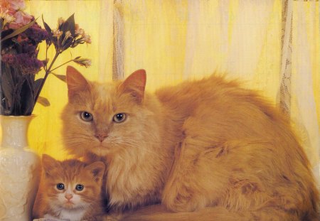 A mother cat and her baby - flowers, vase, kitten, curtains, cute, paws, cat