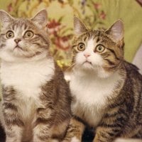 Main Coon twin cats