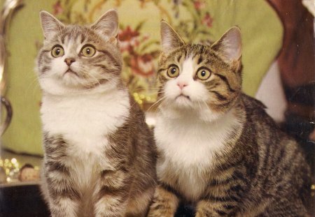 Main Coon twin cats