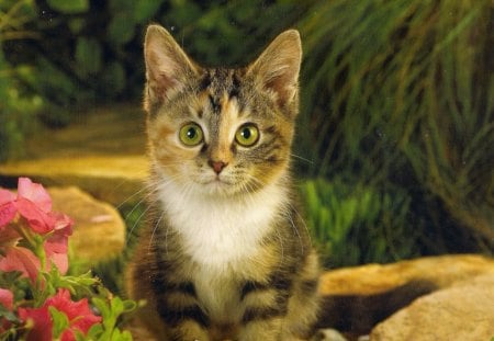 May I have my dinner? - paws, pink, green eyes, kitten, flowerss, green