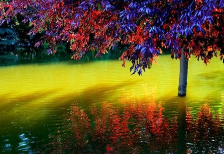 TREE in POND - sunlight, water, nature, pond, tree