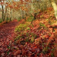 AUTUMN FOREST PATH