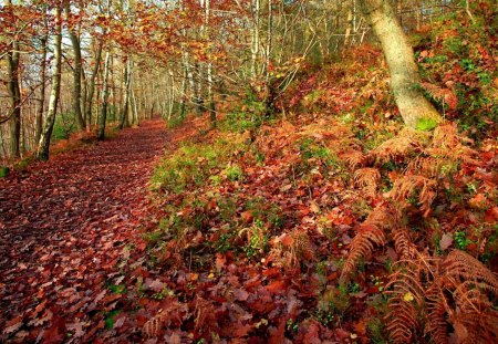 AUTUMN FOREST PATH - path, forest, nature, autumn