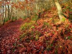 AUTUMN FOREST PATH