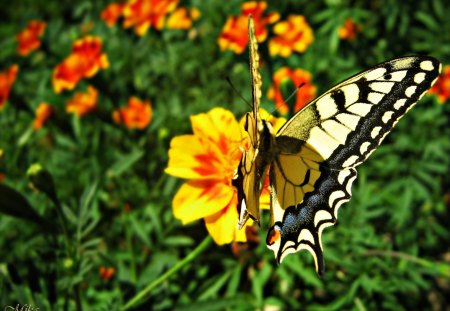 Beautiful butterfly - nature, butterfly, macro, flower