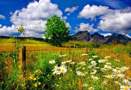 Field of daisies in the foot of the mountain