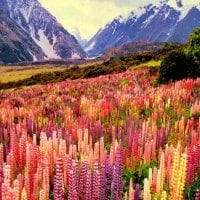 Lovely mountain flowers