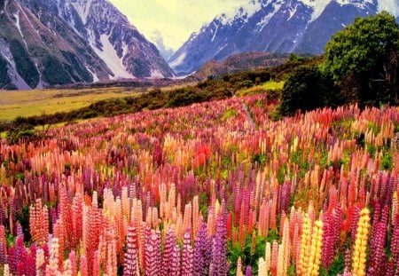 Lovely mountain flowers - pretty, summer, spring, mountain, flowers, nice, mountainscape, beautiful, snowy, slope, colors, lovely, peaks, colorful, nature, delight, lupin