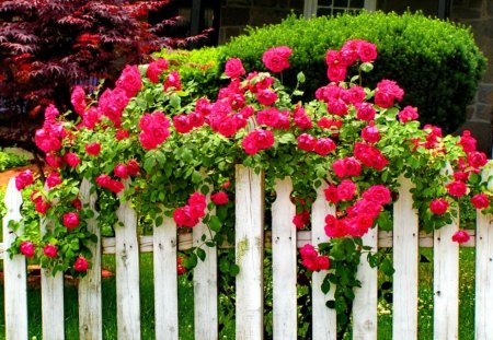 Fence with red roses - pretty, roses, summer, bushes, flowers, fresh, red, garden, nice, greenery, beautiful, refreshing, lovely, fence, white, nature, green, delight, park