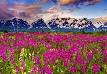 Mountain evening - pretty, summer, evening, grass, meadow, mountain, flowers, field, nice, sky, clouds, beautiful, lovely, peaks, slopes, nature, green, delight