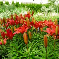 Mountain Lillies