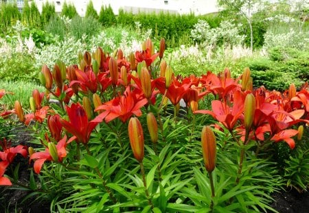 Mountain Lillies - flowers, garden, buds, lillies, mountain, blooming