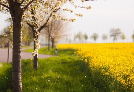 Beautiful Spring Day - flowers, blooms, trees, yellow, spring, field