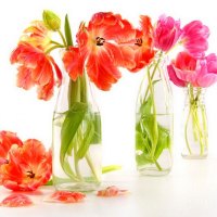 Bright cheery tulips