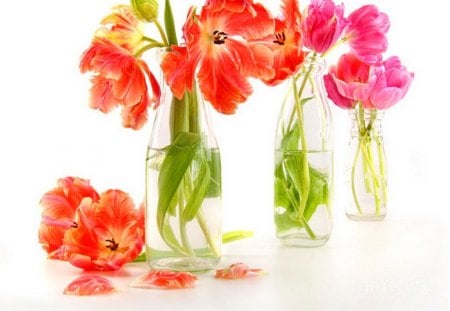 Bright cheery tulips - flowers, tulips, red, petals, green leaves, pink, vases