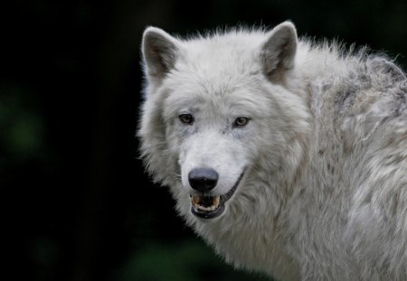 White and beautiful - arctic, predator, wolf, wild