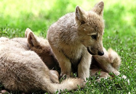 Little Wolves - predator, cubs, small, wolfpark