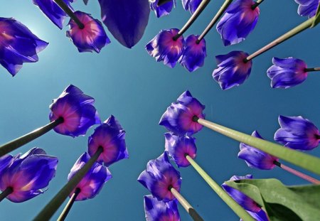 Growing tall - tulips, purple, blue, stems, pink, sky