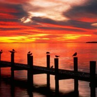 fiery sunset over birds on an old pier