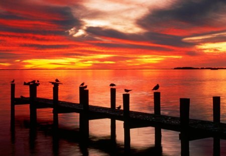 fiery sunset over birds on an old pier - pier, sunset, sea, birds