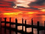 fiery sunset over birds on an old pier