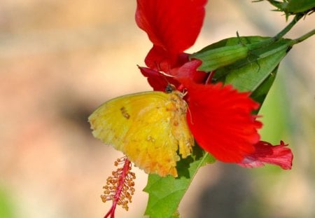 BORBOLETA - fauna, animal, natureza, inseto, flora, flor