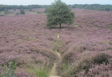 Posbank - nature, forest, trees, violet