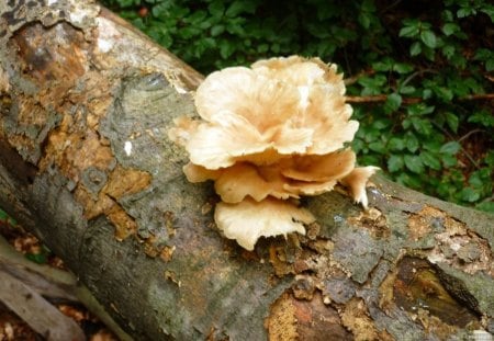 MUSHROOM - fungus, trees, tree bark, mushrooms, forest floor, foliage