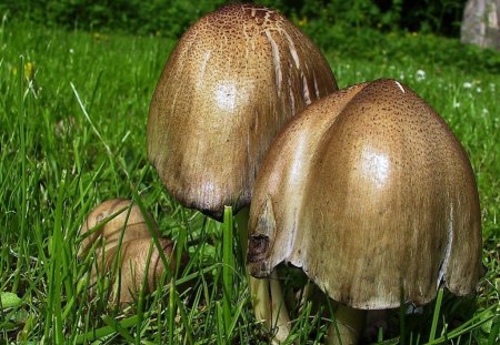 MAGICAL MUSHROOMS - toadstools, fungus, nature, mushrooms, grass, fairyland