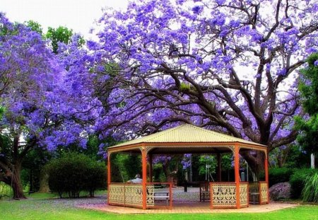 Neath the purple branches - blooms, branches, purple, gazebo, tree