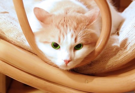 Cat - nose, ears, eyes, chair