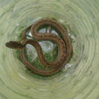 brown snake