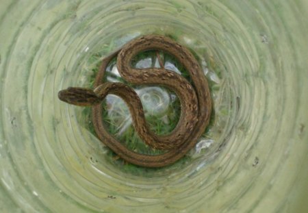 brown snake - snake, an, brown, ular, reptil