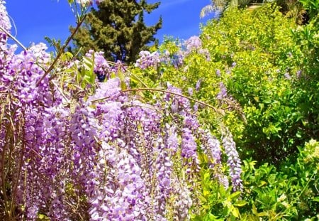 Purple Drapes - sky, purple, flowers, branches, trees