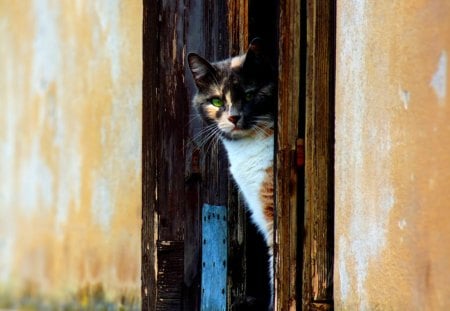 Venetian Cat - brown, venice, italy, cat, animals