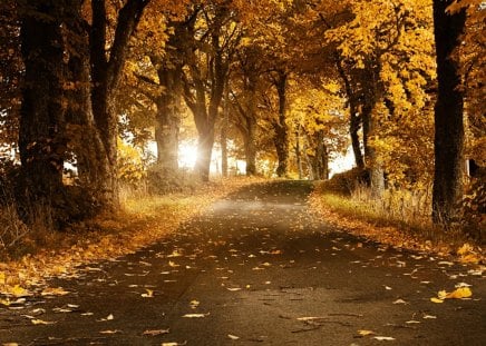 Orange Days - trees, autumn, road, landscape, orange